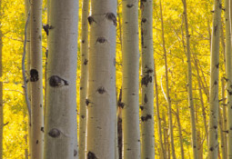 small-business-blogs-the-forest